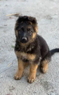 سگ ماده ژرمن شولاین اصل