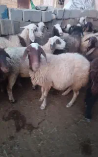 دوعدده میش داشتی
