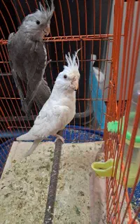 یک جفت عروس هلندی