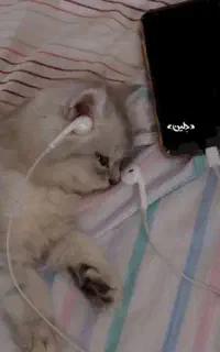 گربه فروشی داریم      روباهی  پلنگی پاندایی   ...