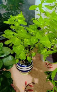 گل های  زیبا