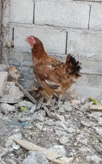 مرغ با 5جوجە