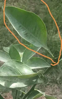راهنمایی نهال