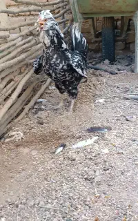 مرغ گلین