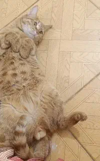 گربه نارنجی