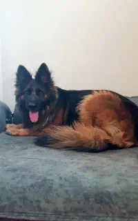 توله ژرمن اصیل کلاس شولاین