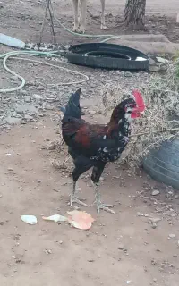 خروس گلین