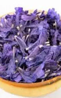 گاوزبان