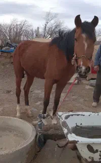 نریان دوساله