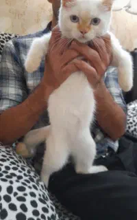 گربه