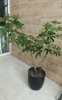 گل و گیاه آپارتمانی شفلرا و کاکتوس