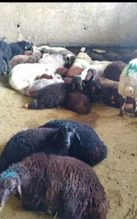 گوسفند زنده گوشتی پروارشدتمام‌تهران بزرگ