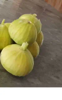 انجیر ملکshahی