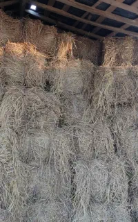 کلوش کاه برنج سفید دسته بزرگ