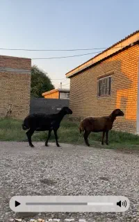 گوسفند ماده
