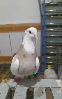 کفتر