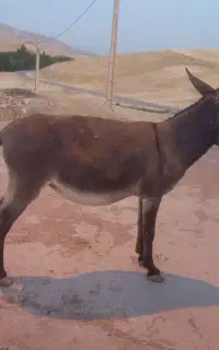 الاغ جوان باری