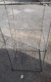 کبوت قفس