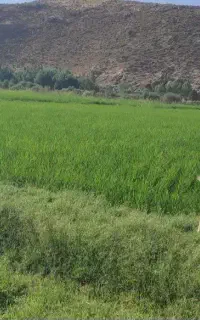 بز سانن جوان سه عدد