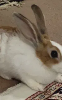 خرگوش