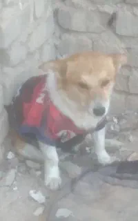 پیدا شده