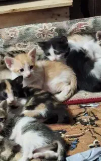 گربه برازجان