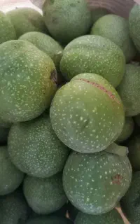 گردو تازه درشت