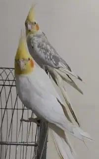 عروس هلندی مولد