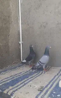 کفتر آلمانی