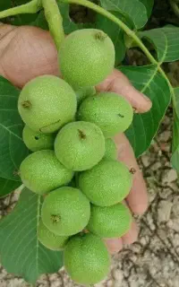 نهال سماغ انار پسته بادام گردودیرگل آرش