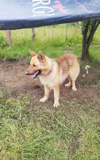 سگ ژرمن شولاین