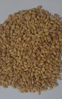 گندم پیشگام