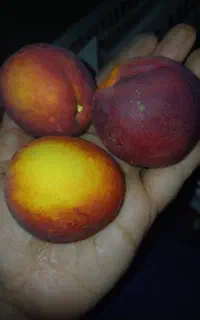 شلیل سایز کوچیک کاملا تازه