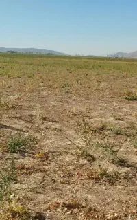 اجاره زمین کشاورزی