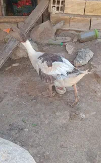 غاز ماده