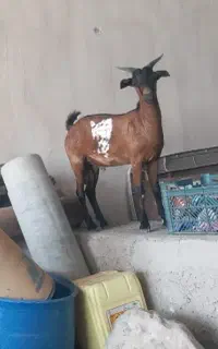 کهره صلاله ذات دار اصل
