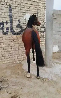 اسب