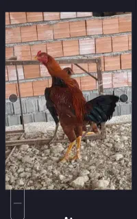 خروس لاری ترک