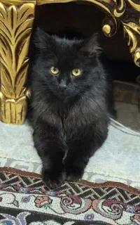 فروش گربه مشگی