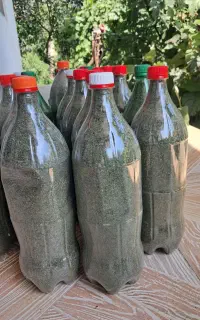 نعنا خشک ترو تازه
