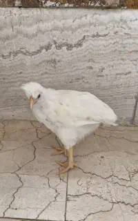 جوجه مرغ و خروس