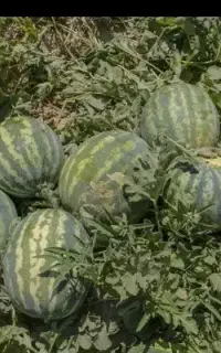 فروش هندوانه بیضی و گرد درجه یک