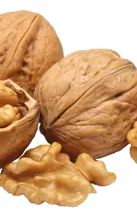 گردو ارگانیک و تازه و تر