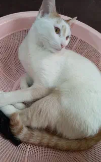 گربه واگذاری رایگان