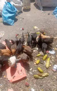 فروش فوری
