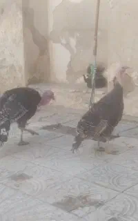 دوتا بوقلمون جوان نر وماده فروشی