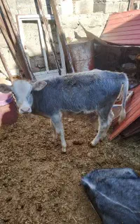 گوساله ماده