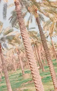 ماهر نخل