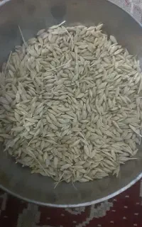 جومحلی