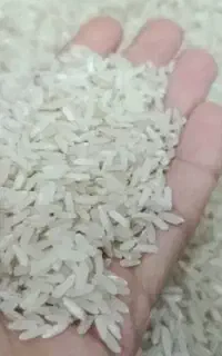 برنج صددرصد ایرانی